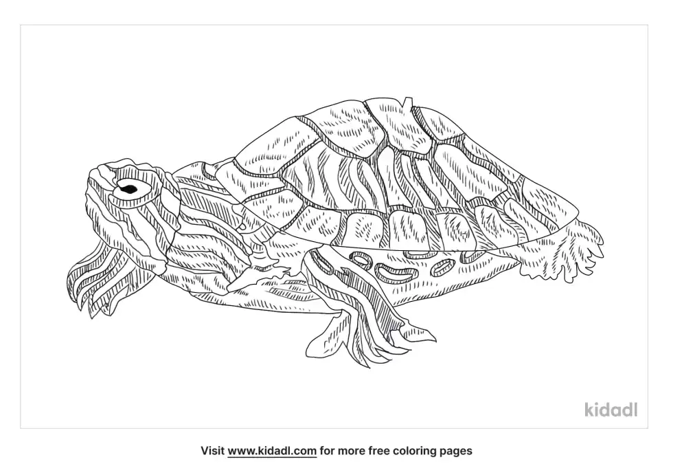 River Cooter Coloring Page