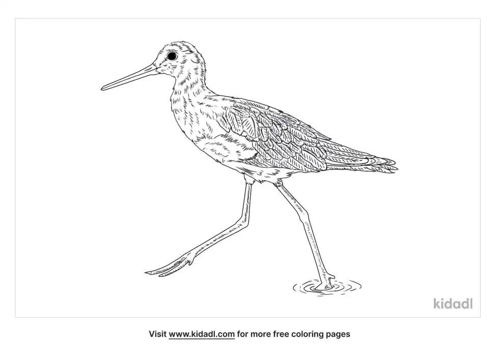 Greater Yellowlegs Coloring Page