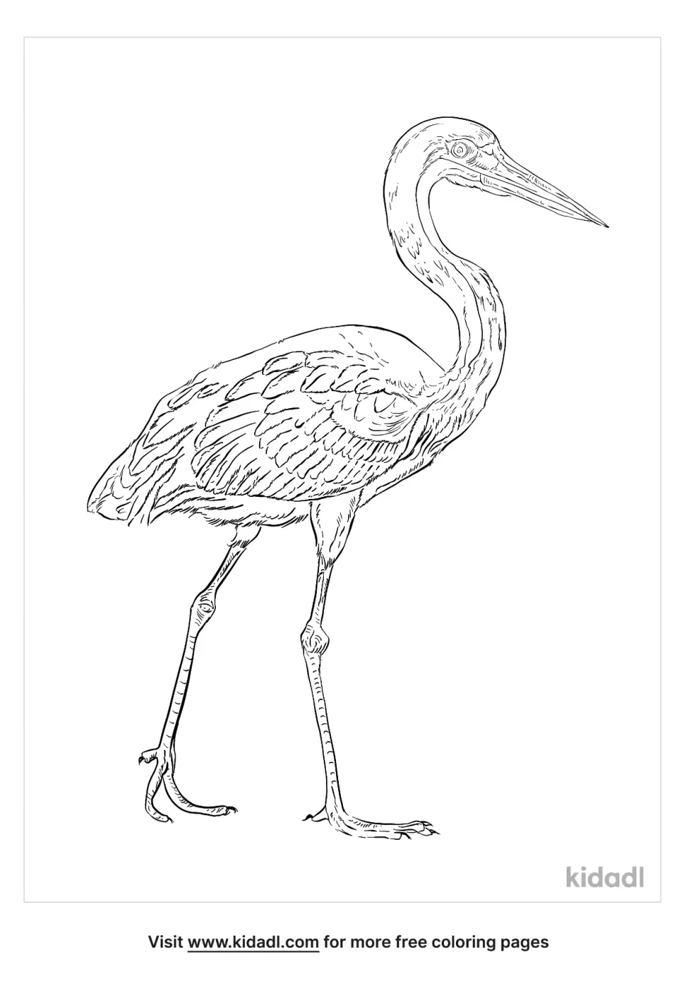 Goliath Heron Coloring Page