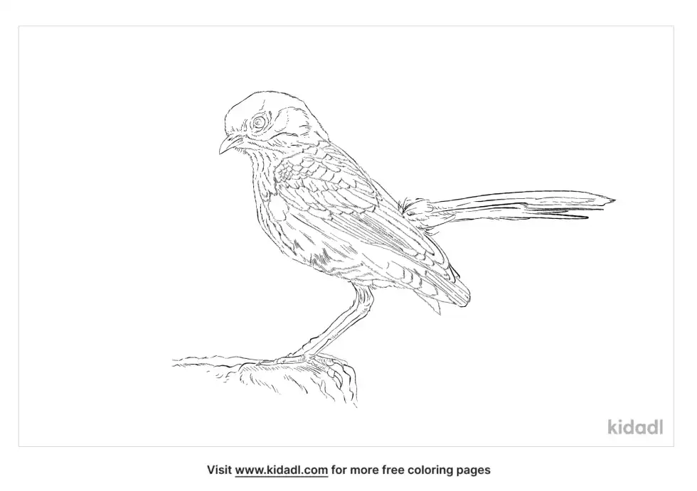 Wrentit Coloring Page