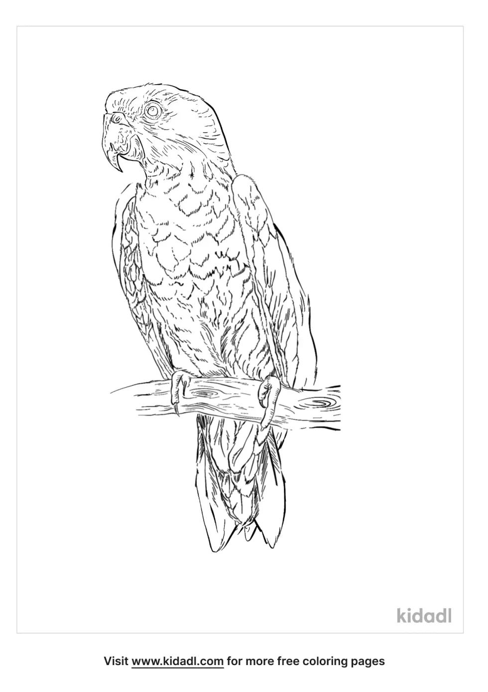 Red Bellied Parrot Coloring Page