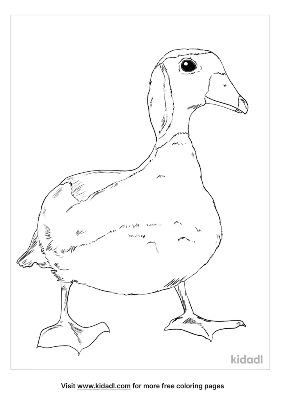 African Pygmy Goose Coloring Page