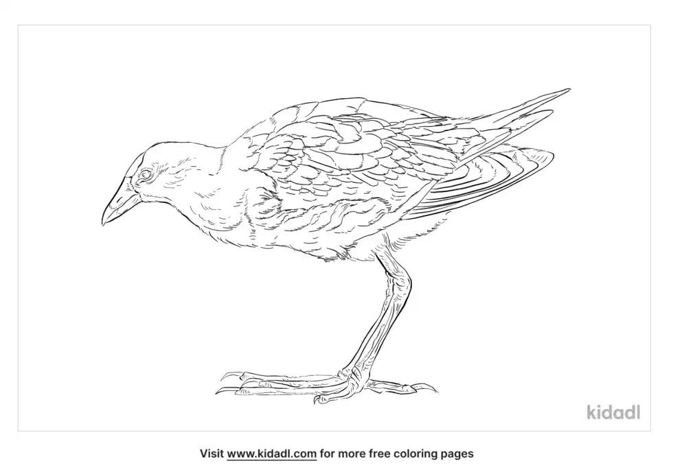 Purple Gallinule Coloring Page