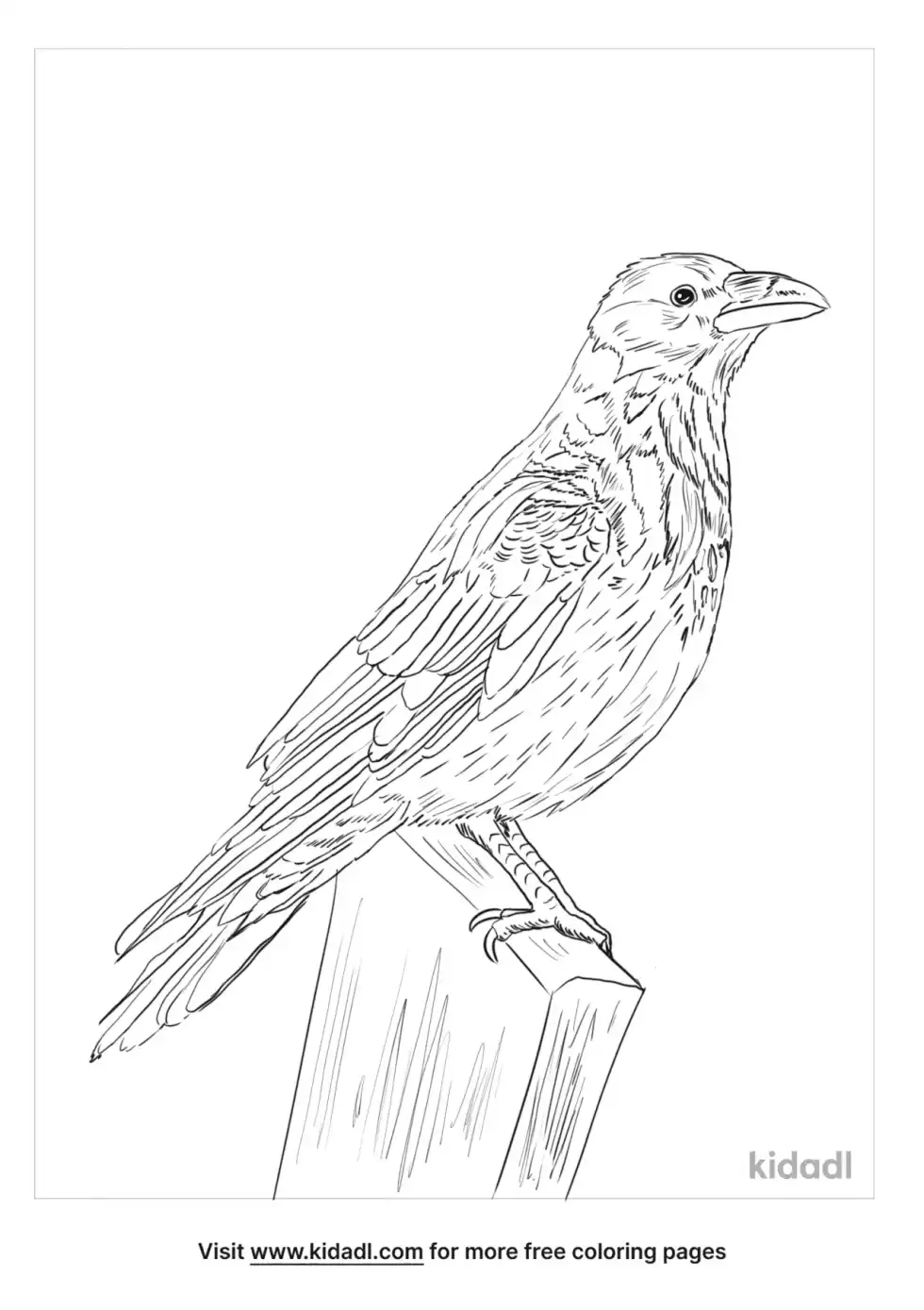 Hooded Crow Coloring Page
