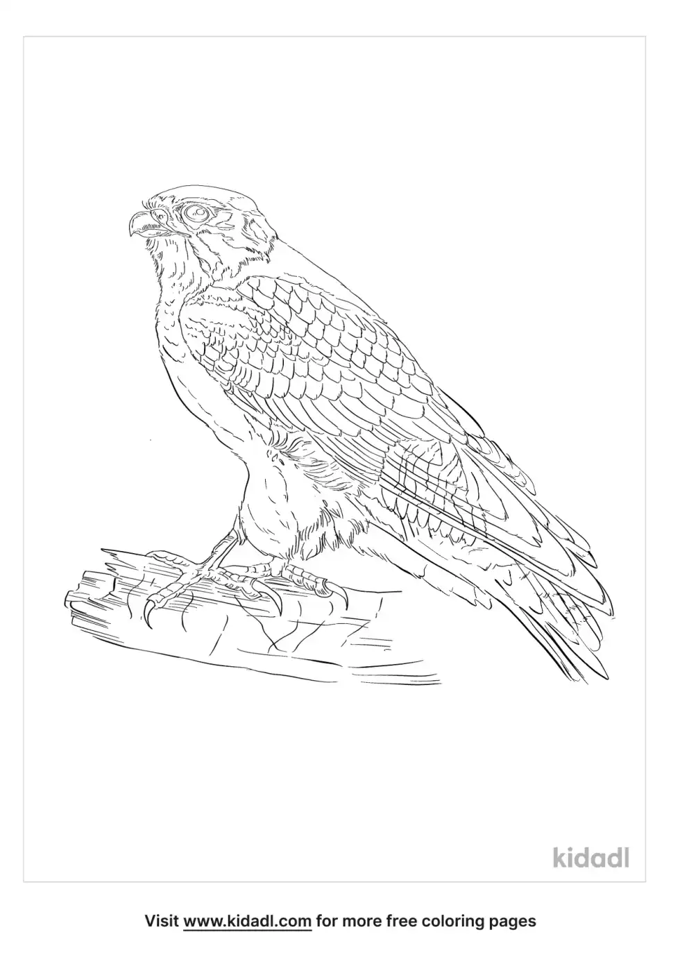 Swainsons Hawk Coloring Page