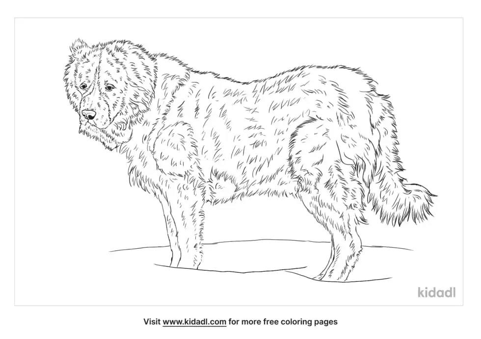 Caucasian Shepherd Coloring Page