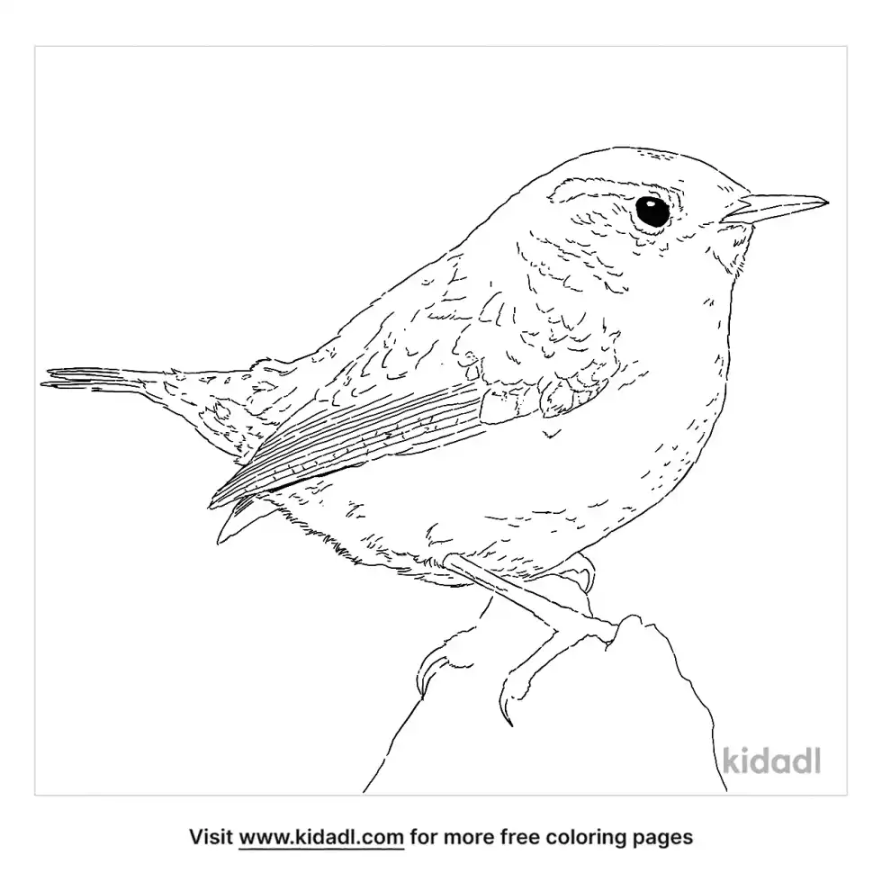 Winter Wren Coloring Page