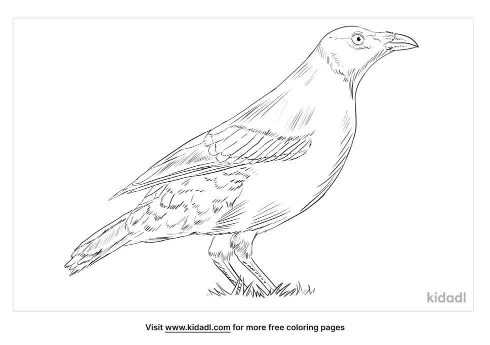 Satin Bowerbird Coloring Page