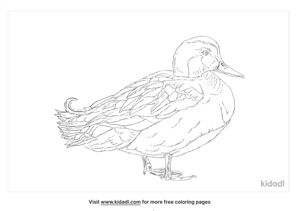 Blue Duck Coloring Page
