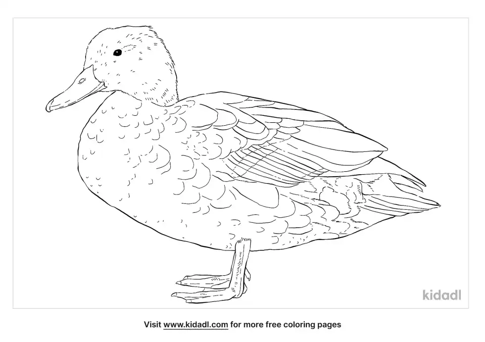 American Black Duck Coloring Page