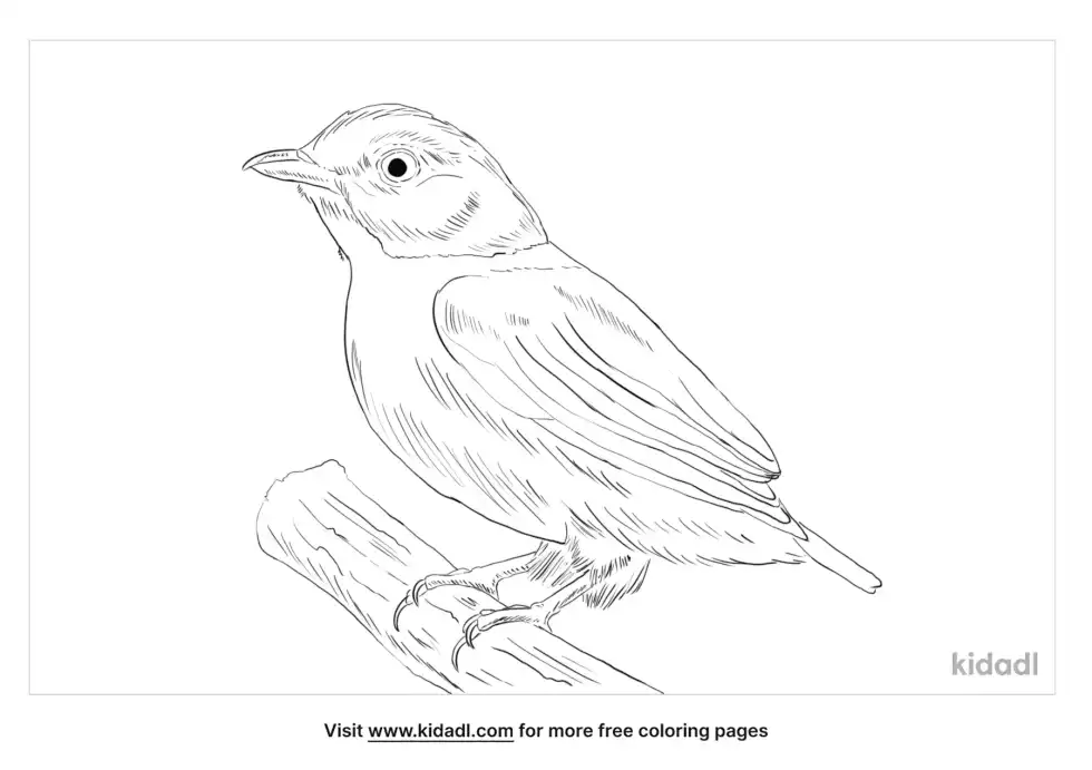 Red-Capped Manakin Coloring Page