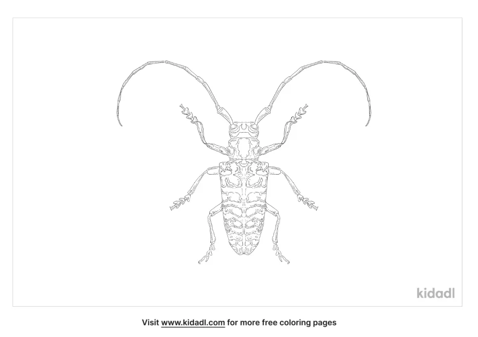 Cottonwood Borer Coloring Page