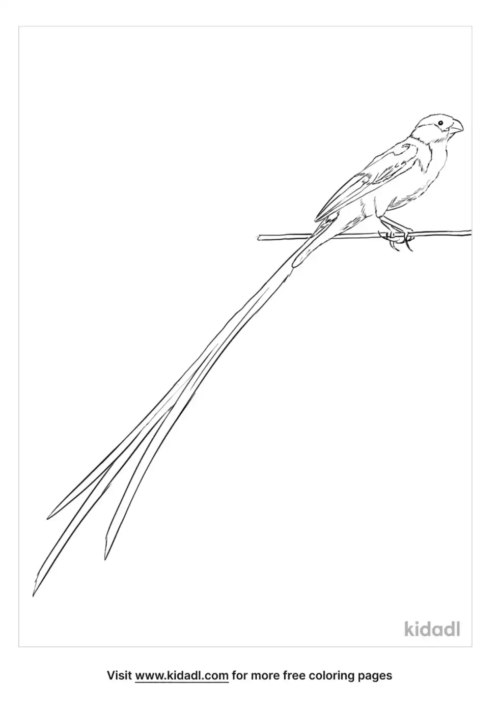 Pin-Tailed Whydah Coloring Page