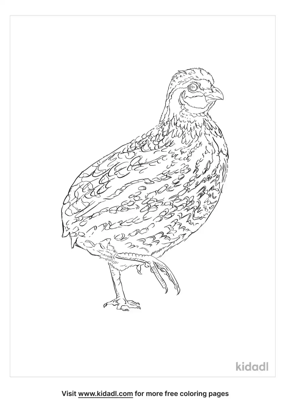 King Quail Coloring Page