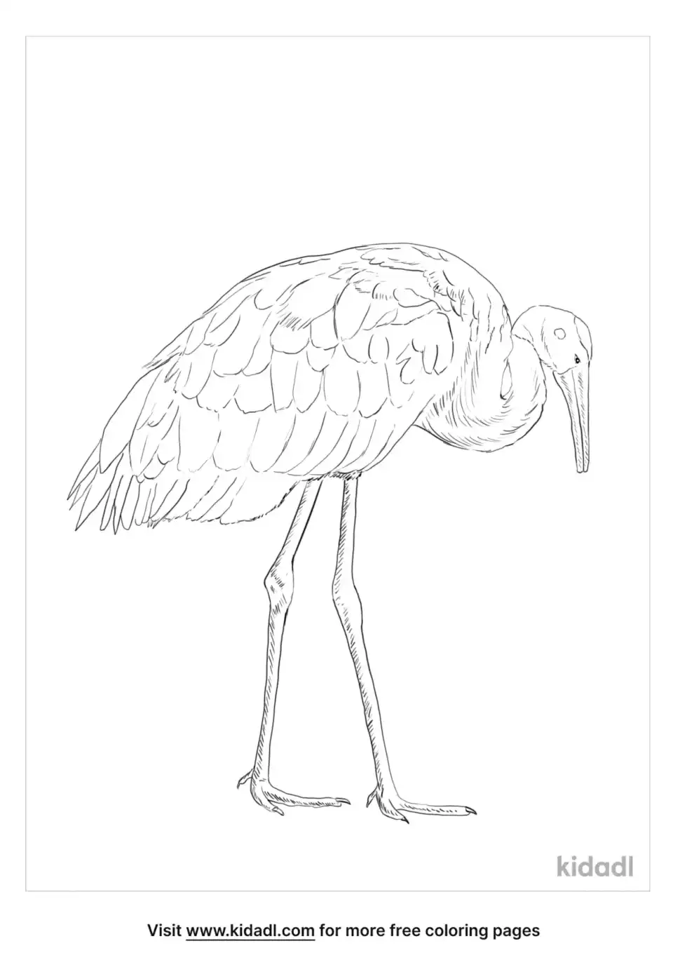 Sarus Crane Coloring Page
