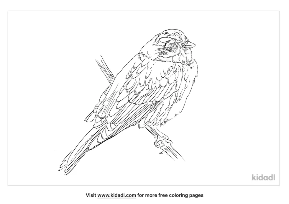 Field Sparrow Coloring Page