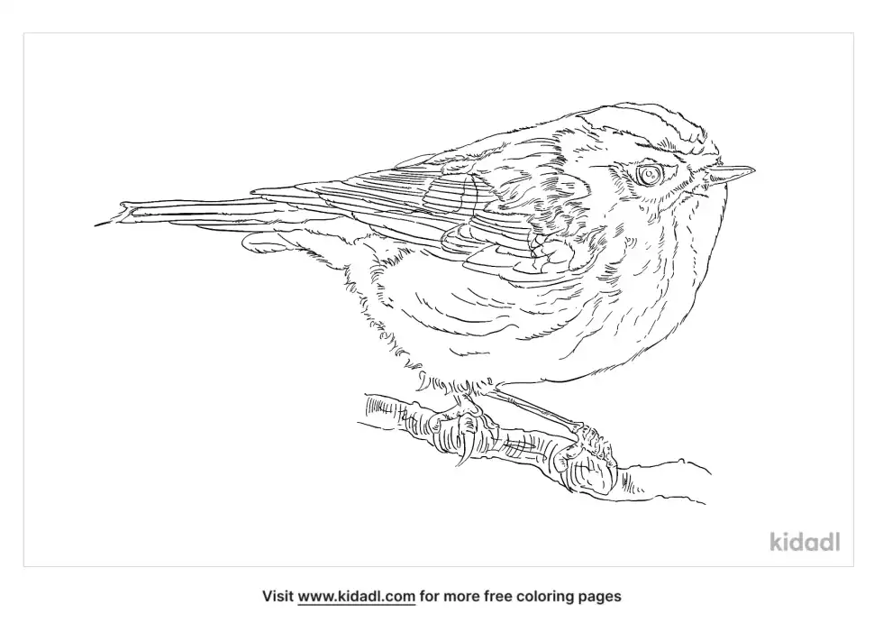 Golden-Crowned Kinglet Coloring Page