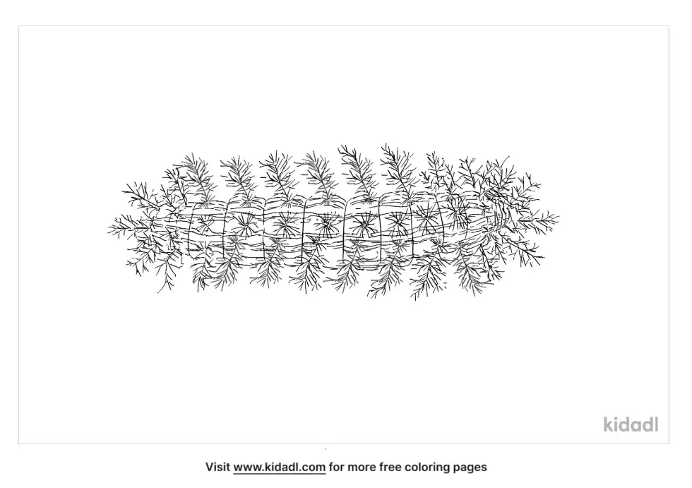 Lonomia Obliqua Coloring Page