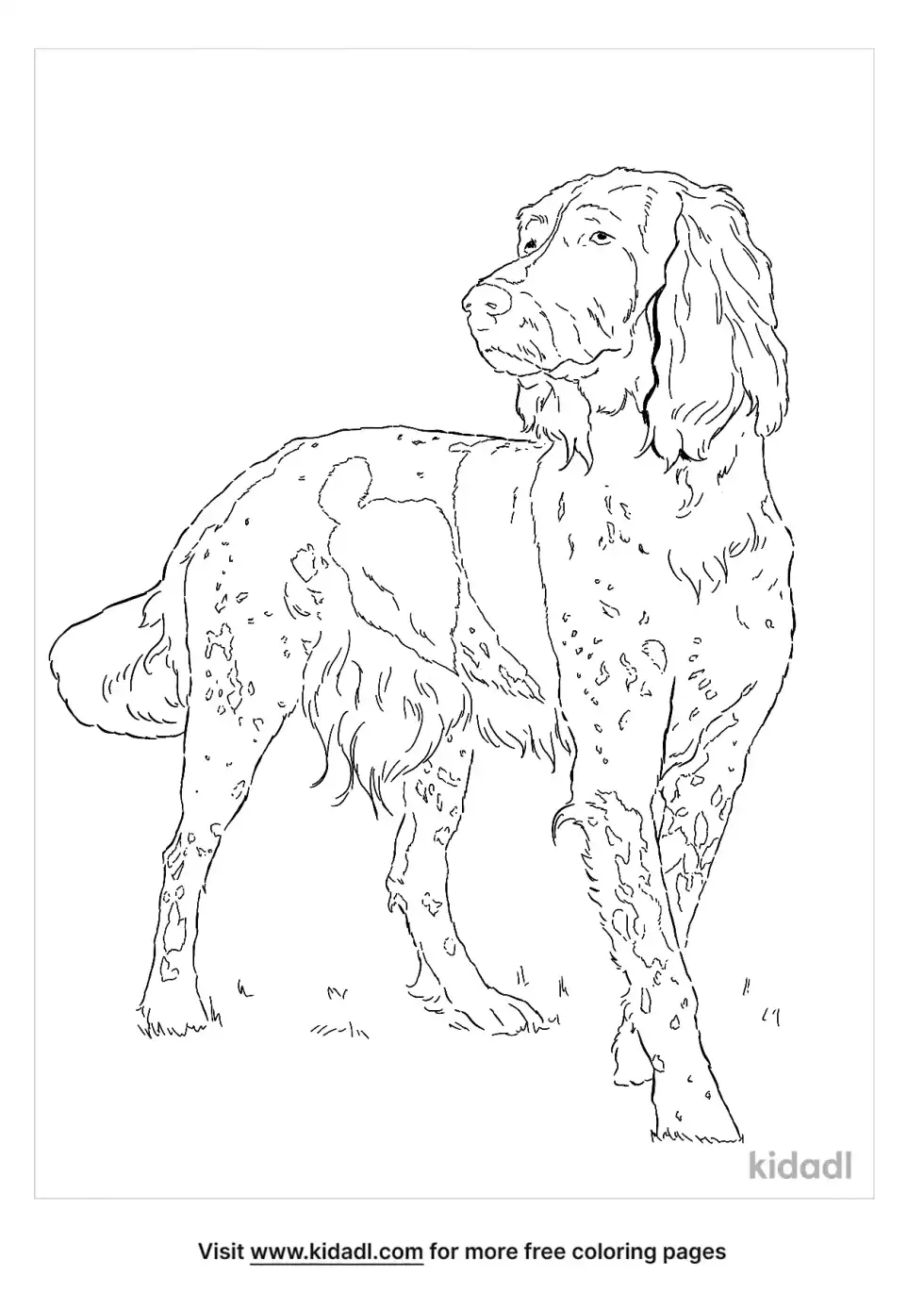 German Longhaired Pointer Coloring Page