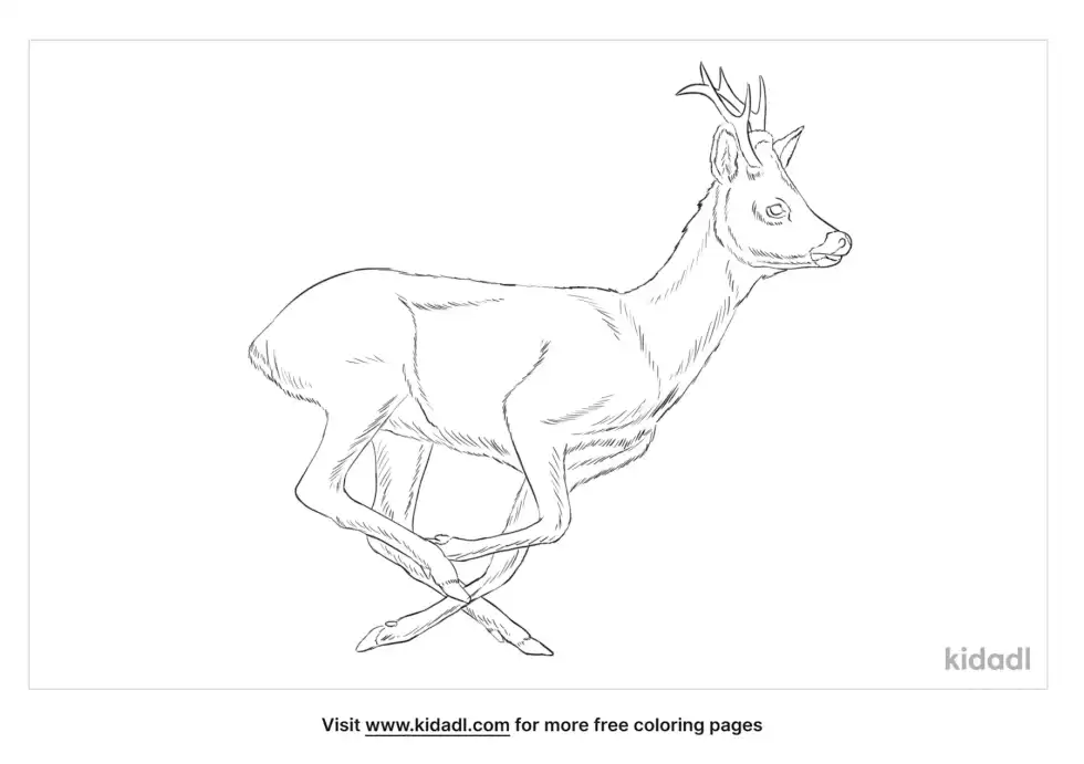 Roe Deer Coloring Page