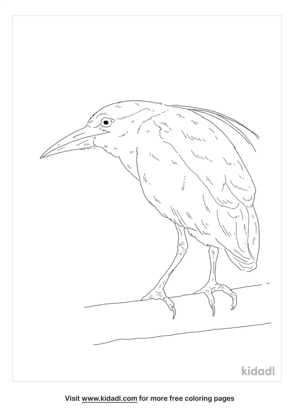 Night Heron Coloring Page