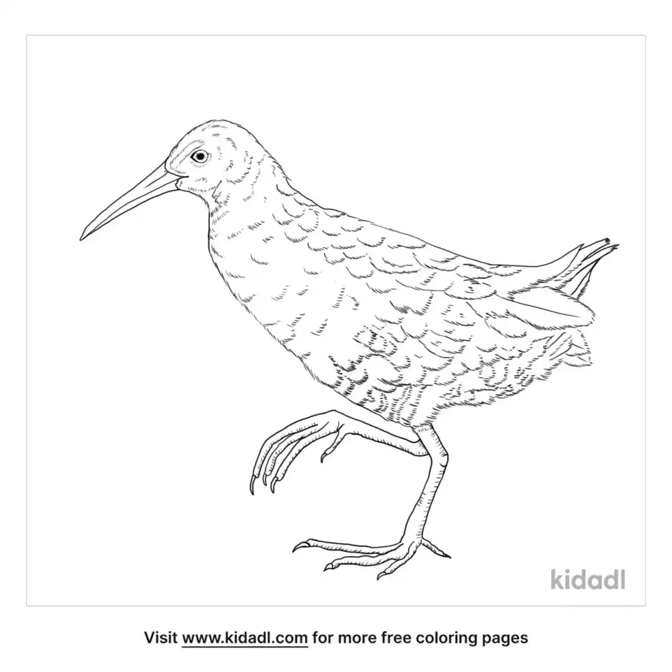 Virginia Rail Coloring Page