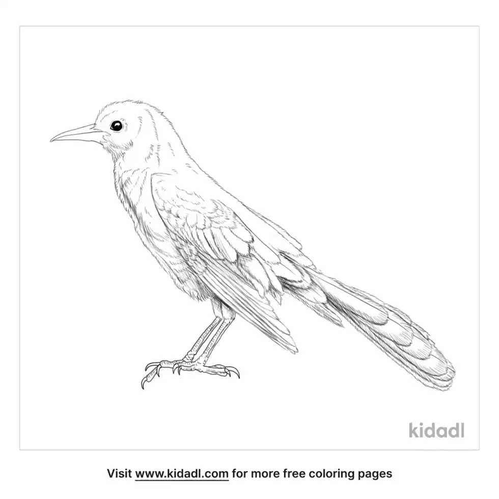 Great-Tailed Grackle Coloring Page