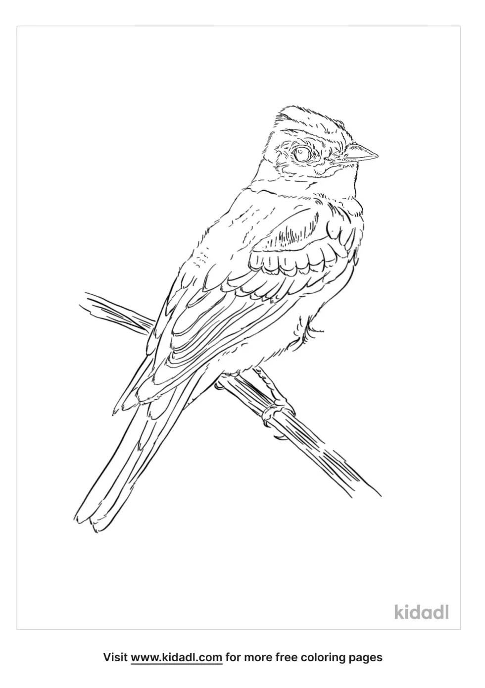 Alder Flycatcher Coloring Page | Kidadl