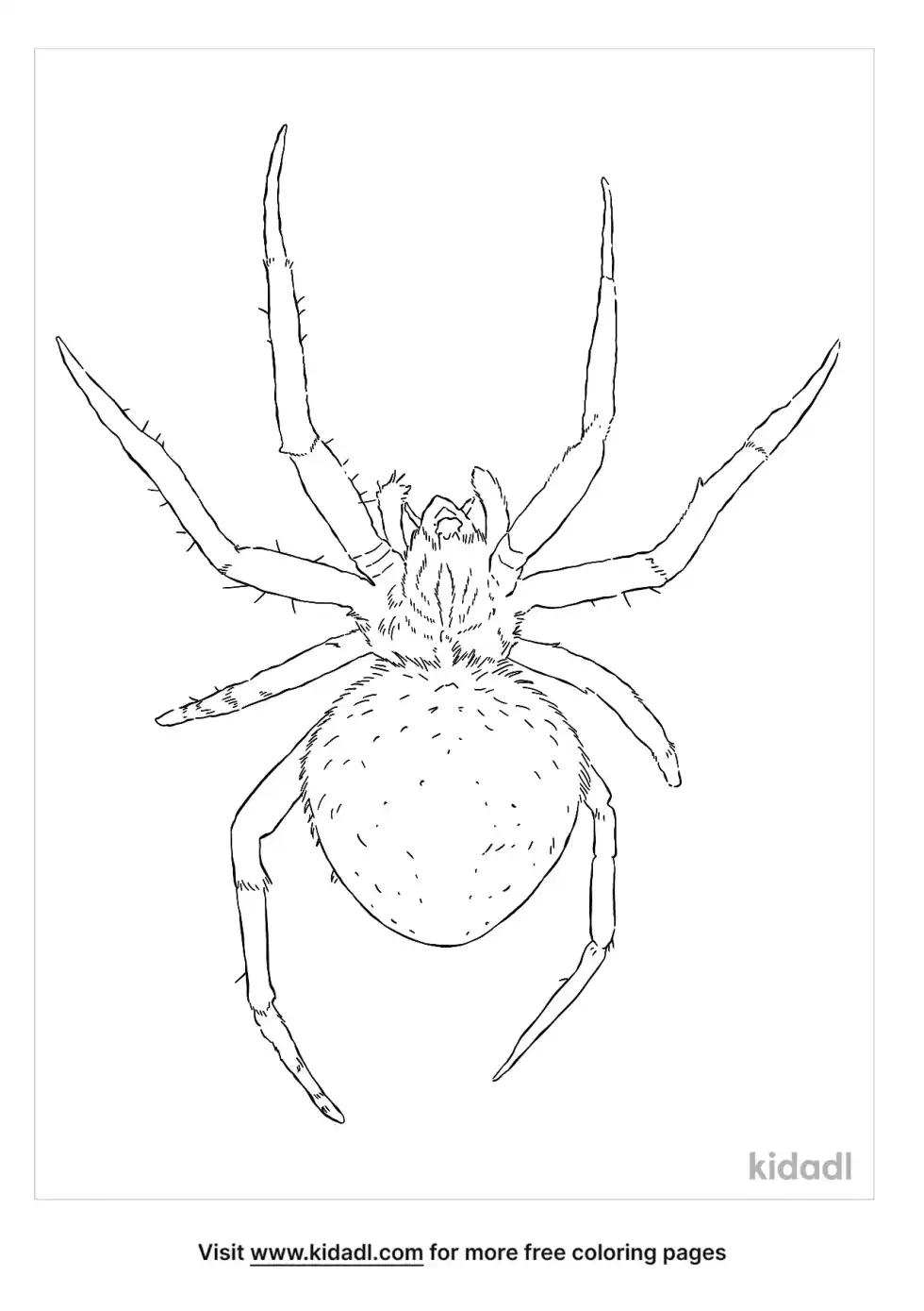 Spotted Orb-Weaver Spider Coloring Page