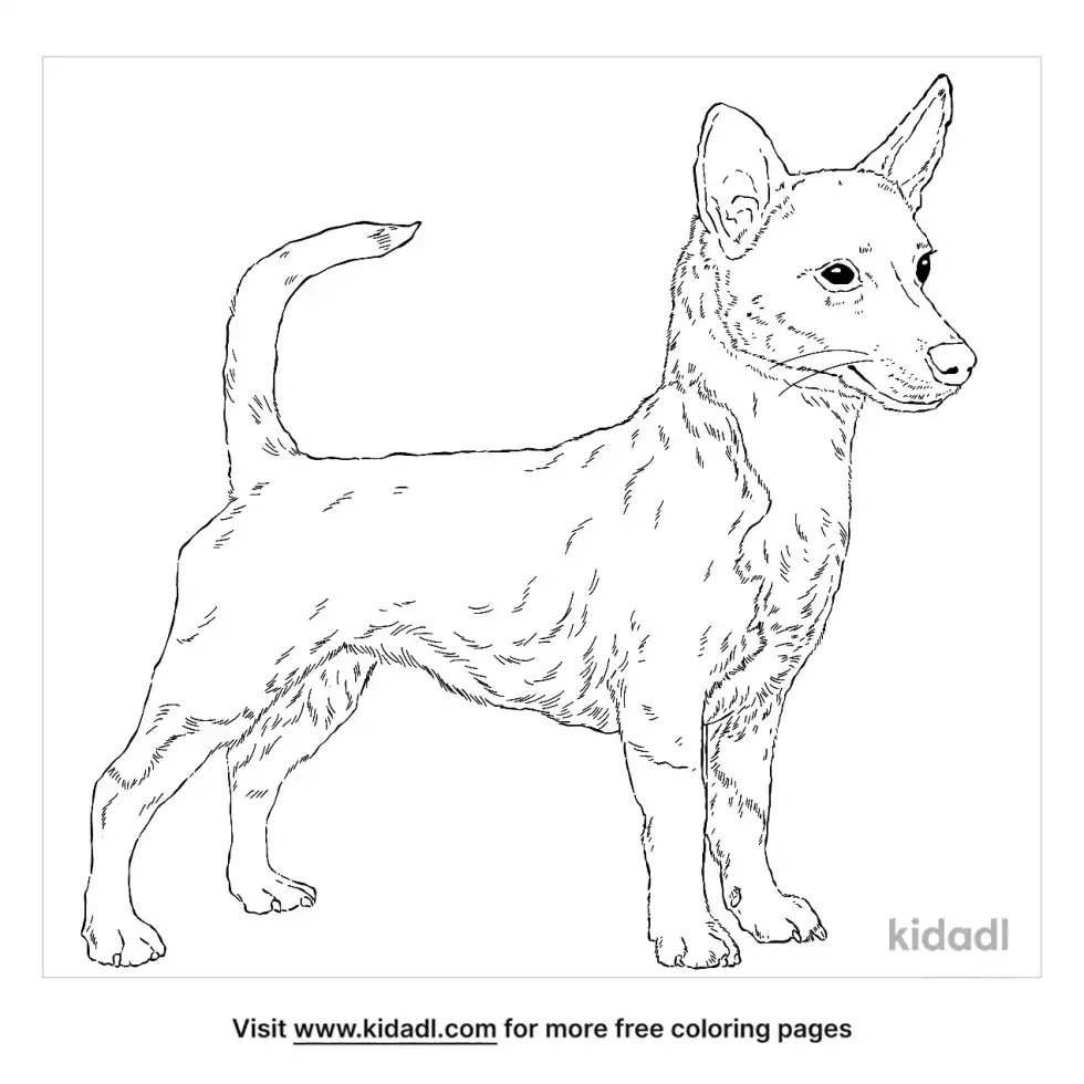 Portuguese Podengo Coloring Page
