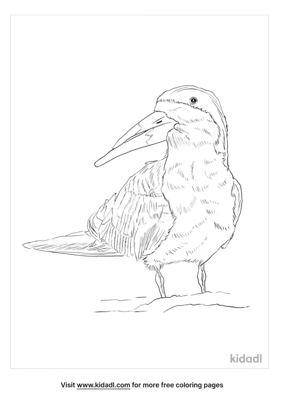 Skimmer Coloring Page