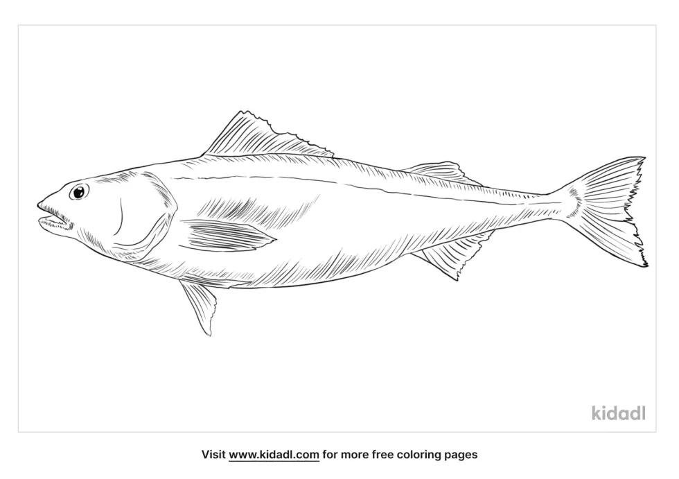 Black Cod Coloring Page | Kidadl