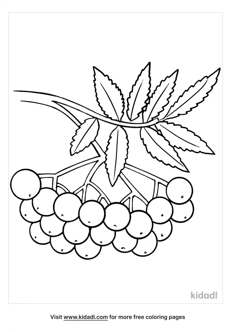 Mountain Ash Coloring Page