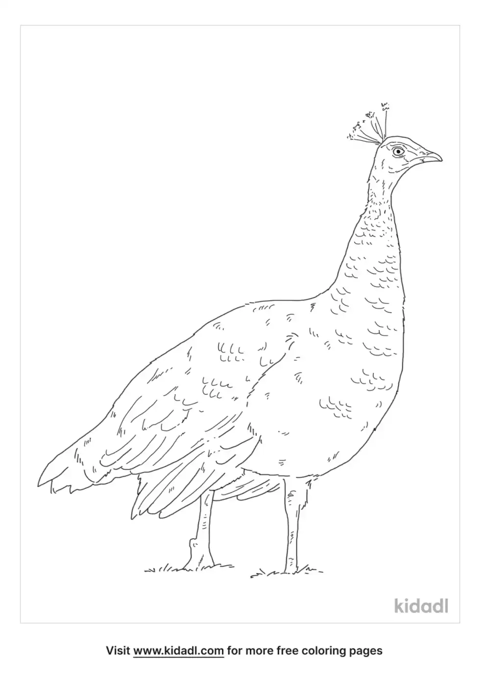 Peahen Coloring Page