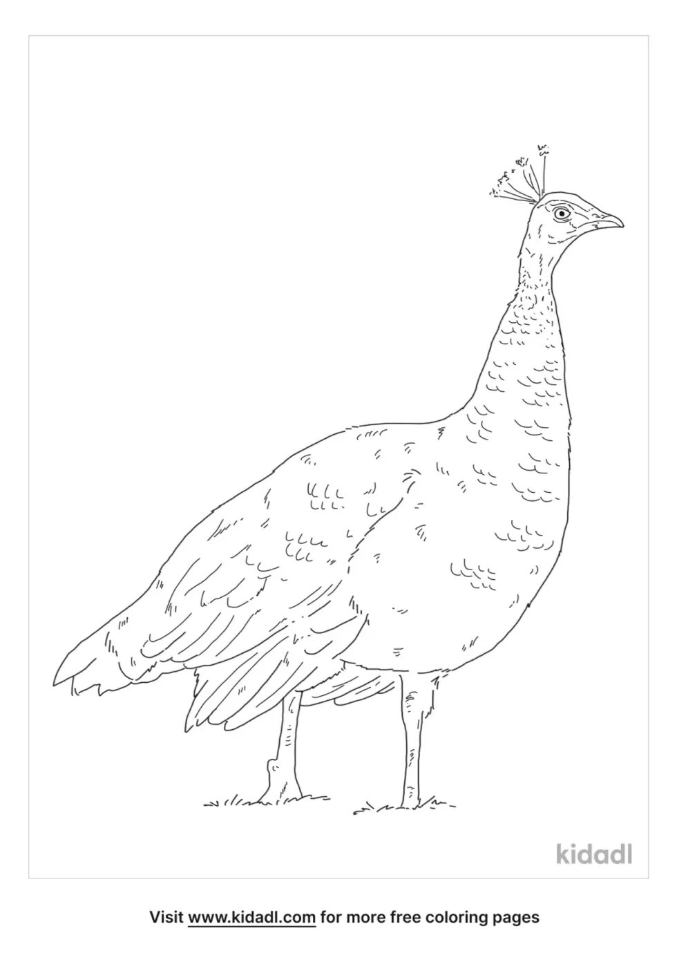 Peahen Coloring Page
