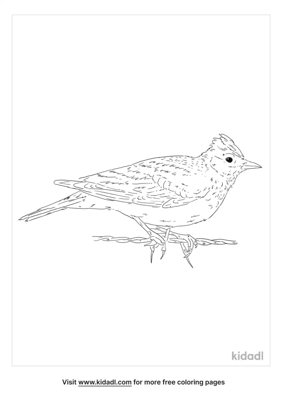 Skylark Coloring Page