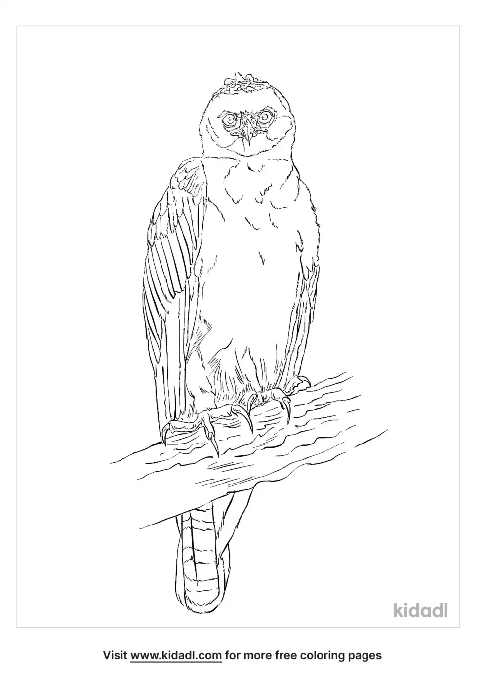 White Hawk Coloring Page
