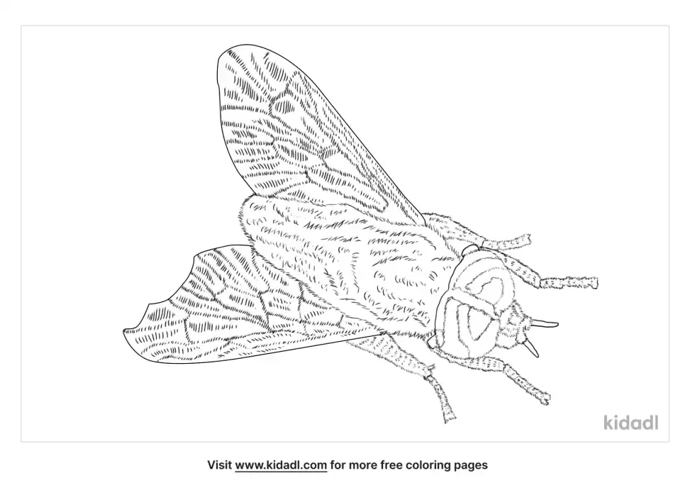 Yellow Fly Coloring Page