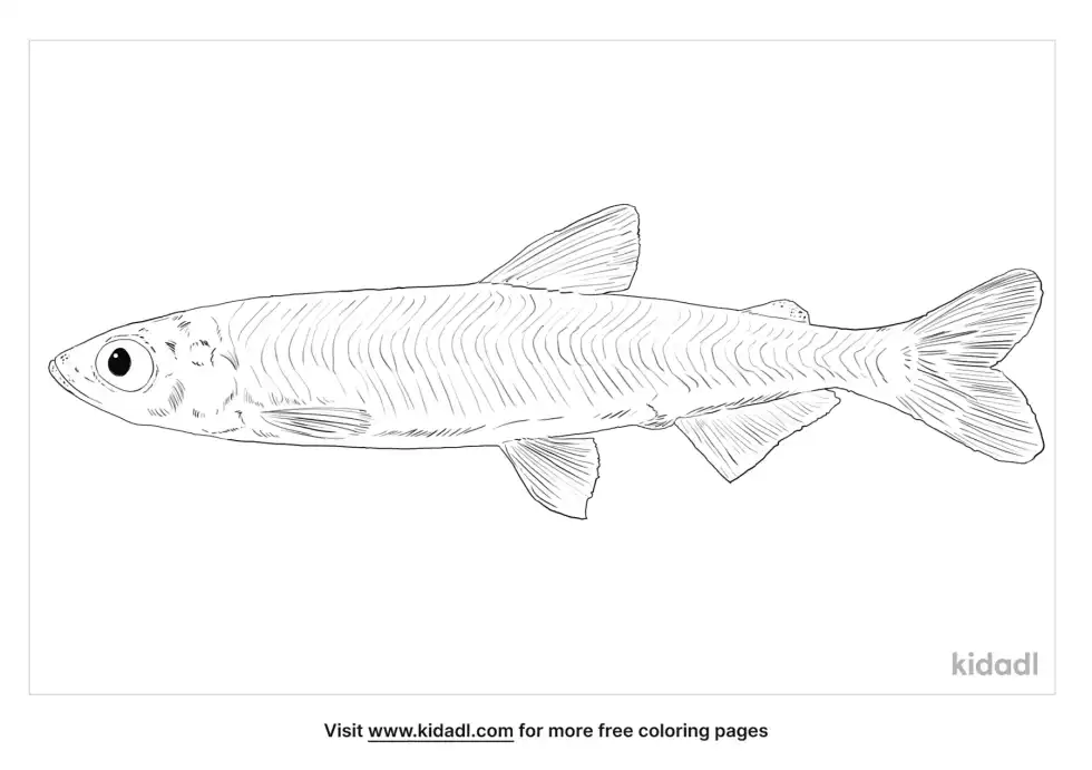 Delta Smelt Coloring Page