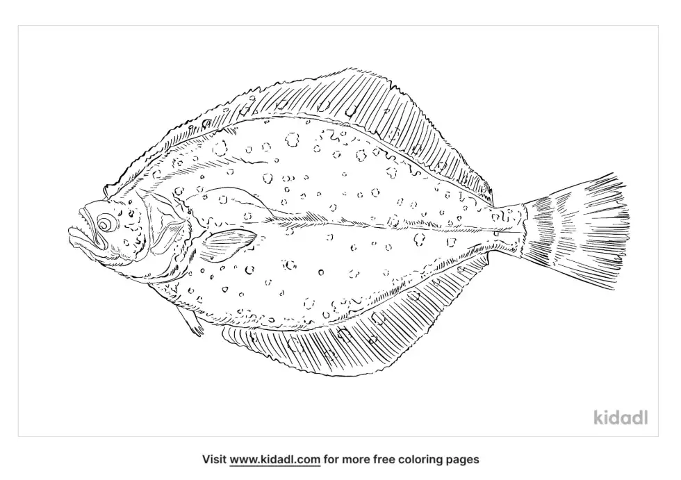 Summer Flounder Coloring Page