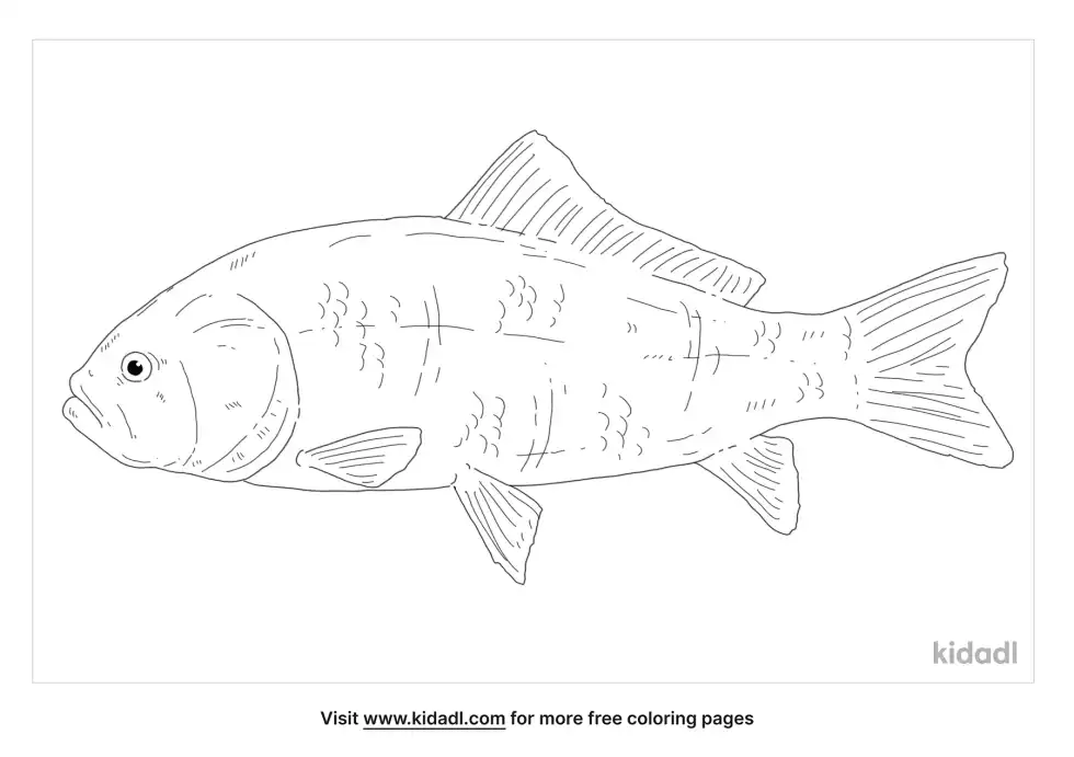 Buffalo Fish Coloring Page