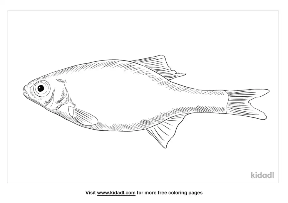 Bitterling Coloring Page