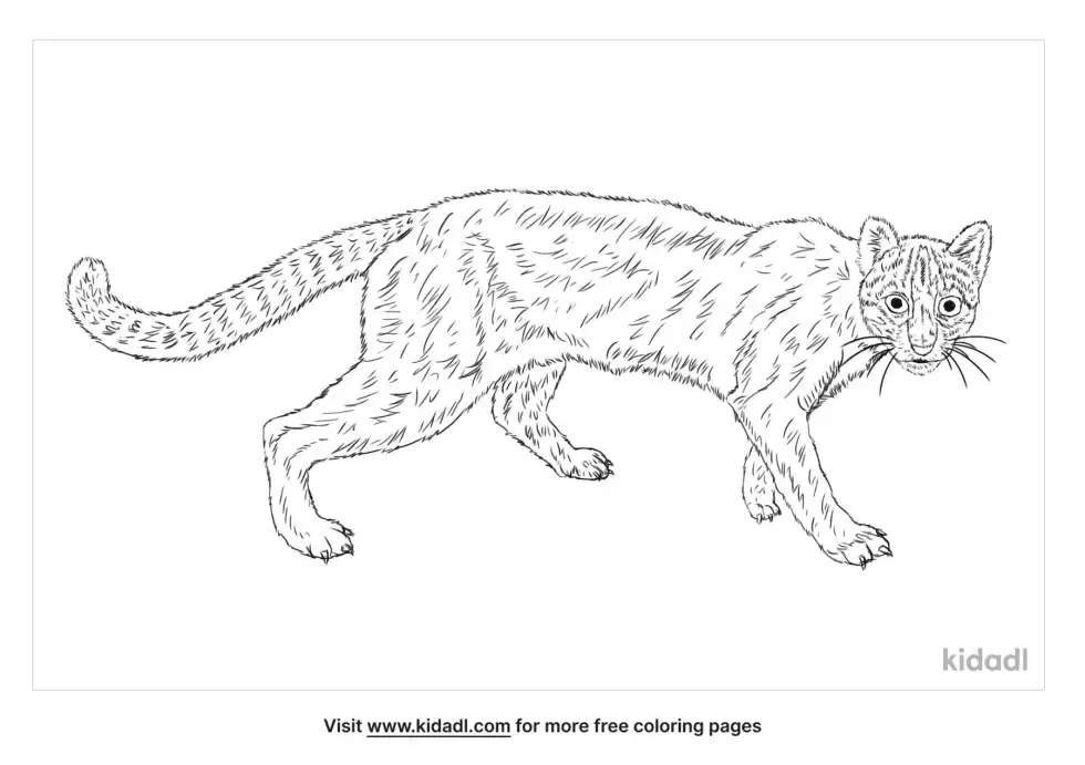 Bay Cat Coloring Page