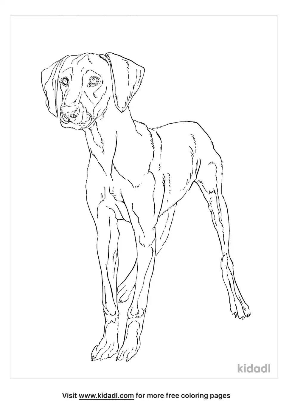 Labmaraner Coloring Page