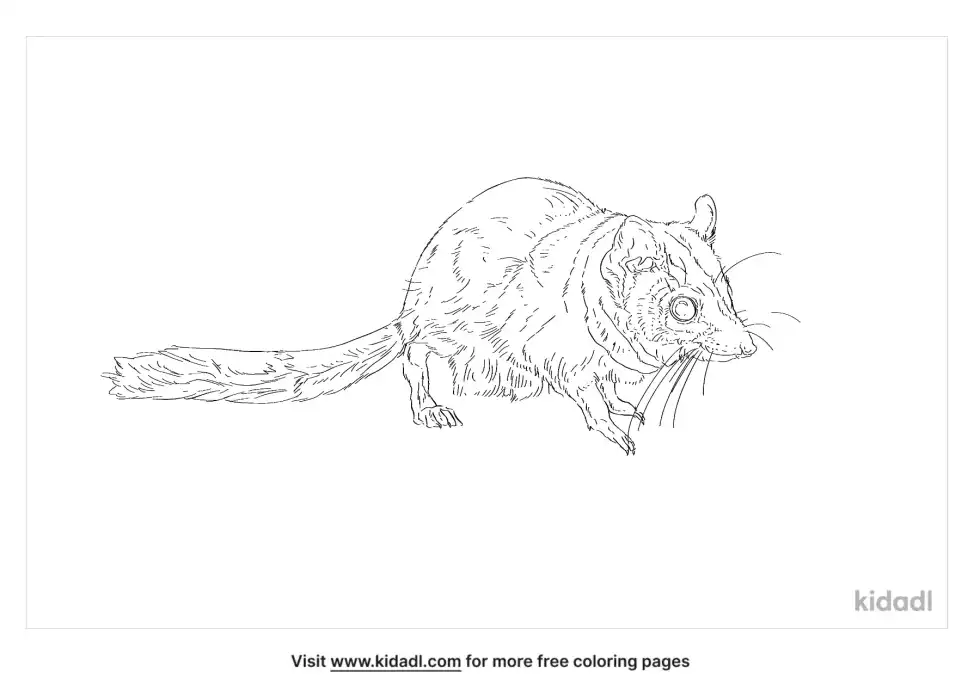Kowari Coloring Page