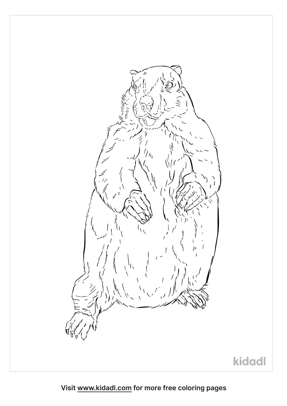 Himalayan Marmot Coloring Page