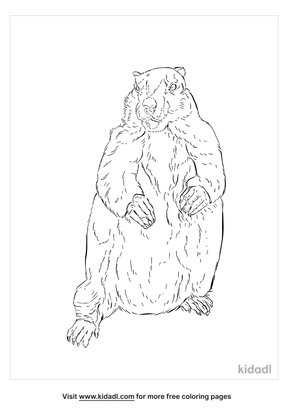 Himalayan Marmot Coloring Page