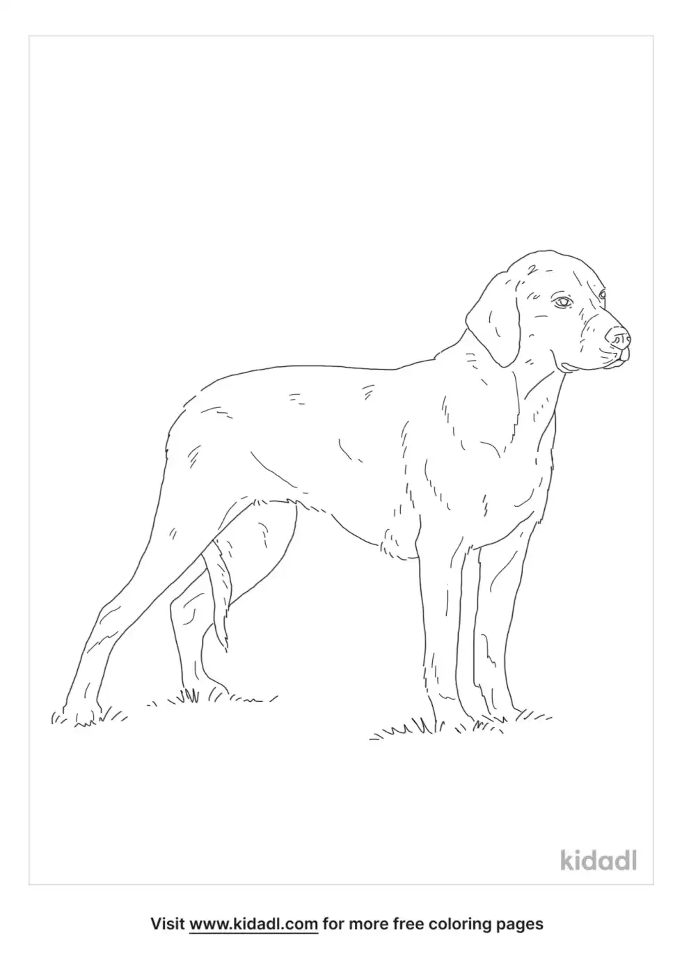 Deutsche Bracke Coloring Page
