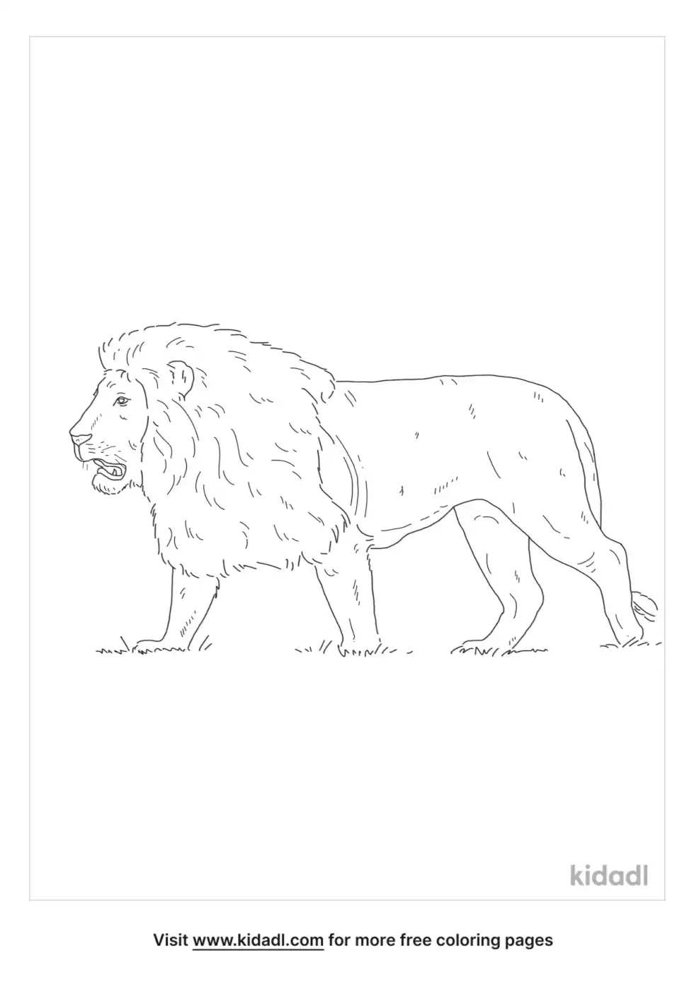 Black-Maned Lion Coloring Page
