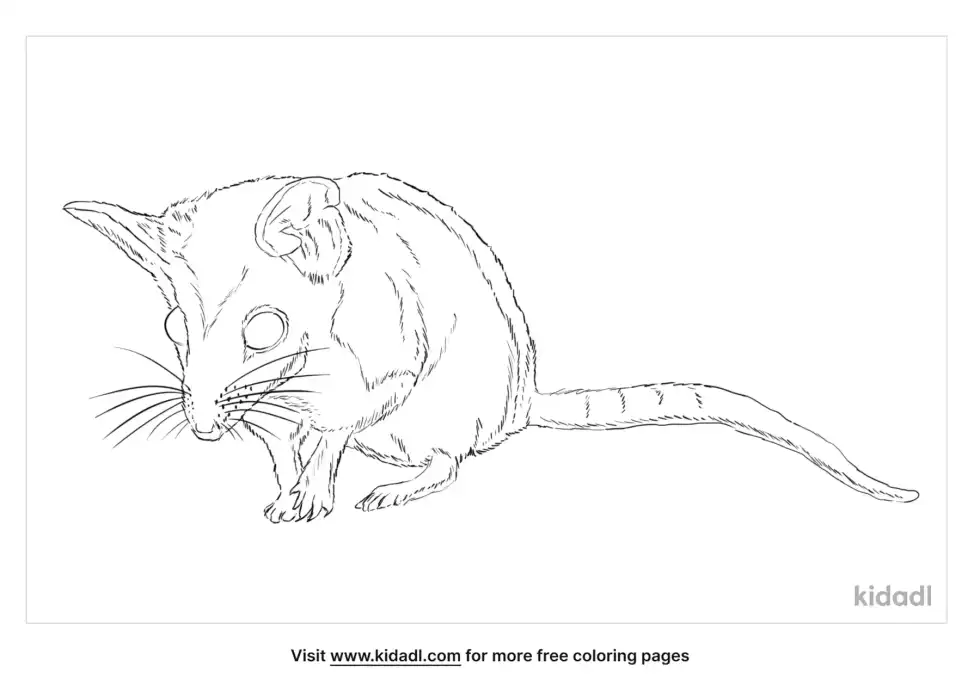 Dunnart Coloring Page